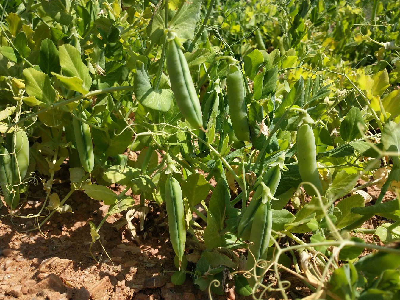 [豌豆荚批发]青豌豆 豌豆 中豌9号 青豌11 产地直发,可代购代发价格0.