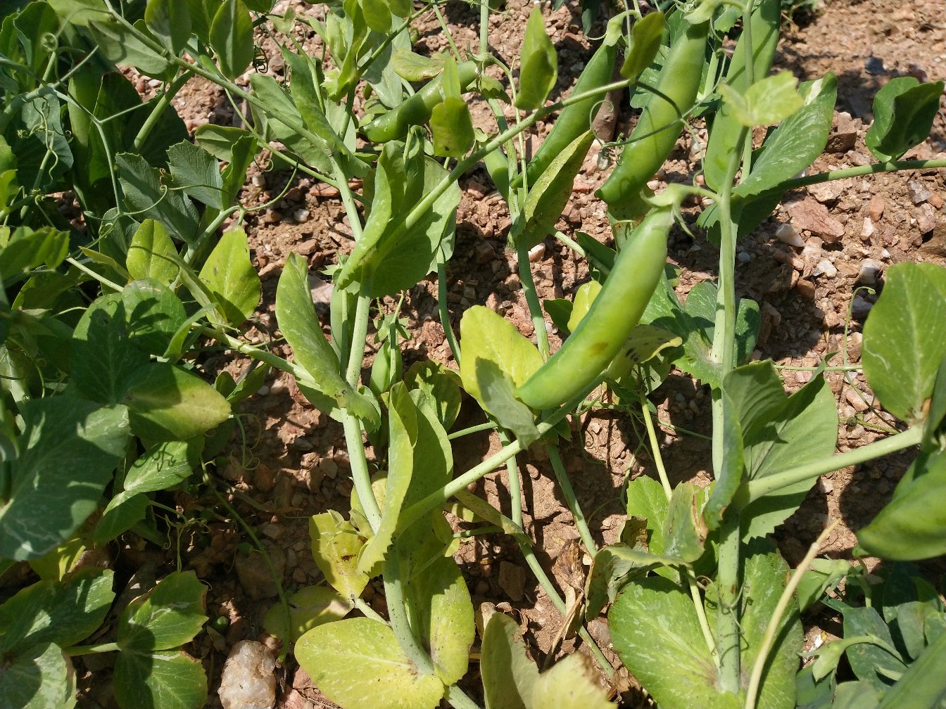 展示青豌豆在田间生长的状态,豆荚饱满、植株翠绿 青豌豆田间种植图