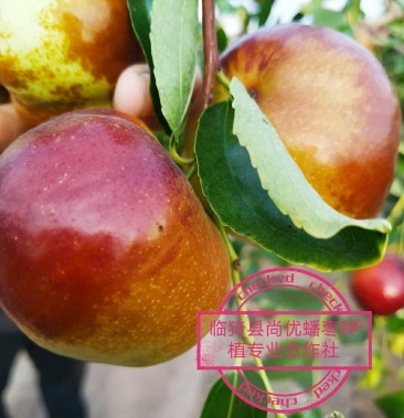 蟠枣因像蟠桃而得名个大核小,口感酸甜酥脆,汁多无渣