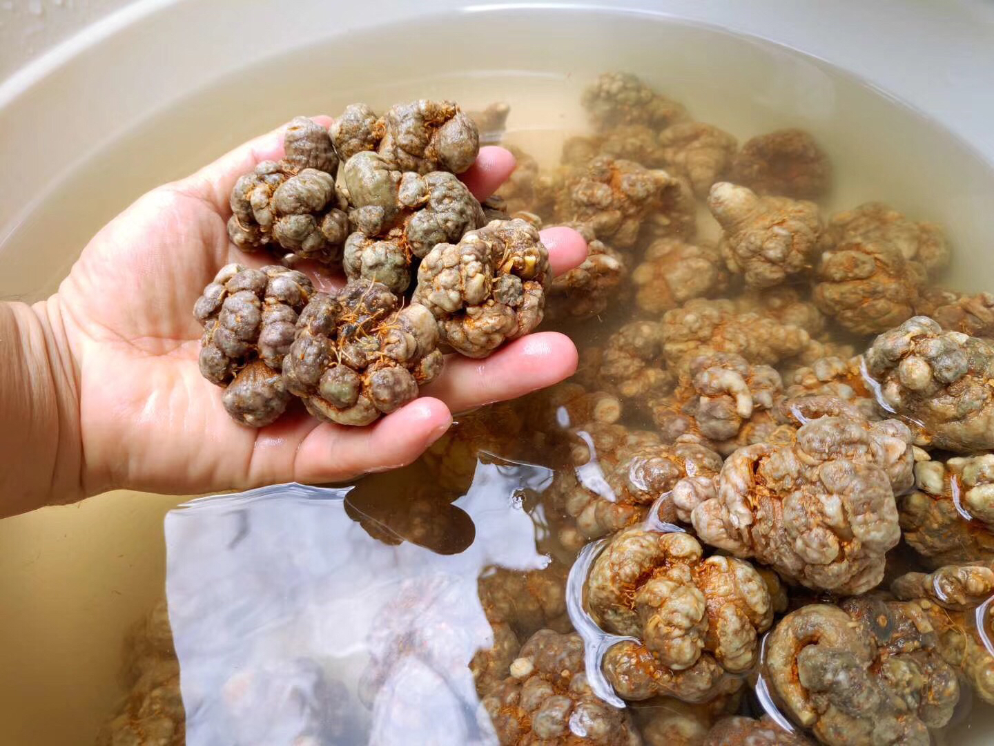 三七与川芎泡酒或煎煮示意图