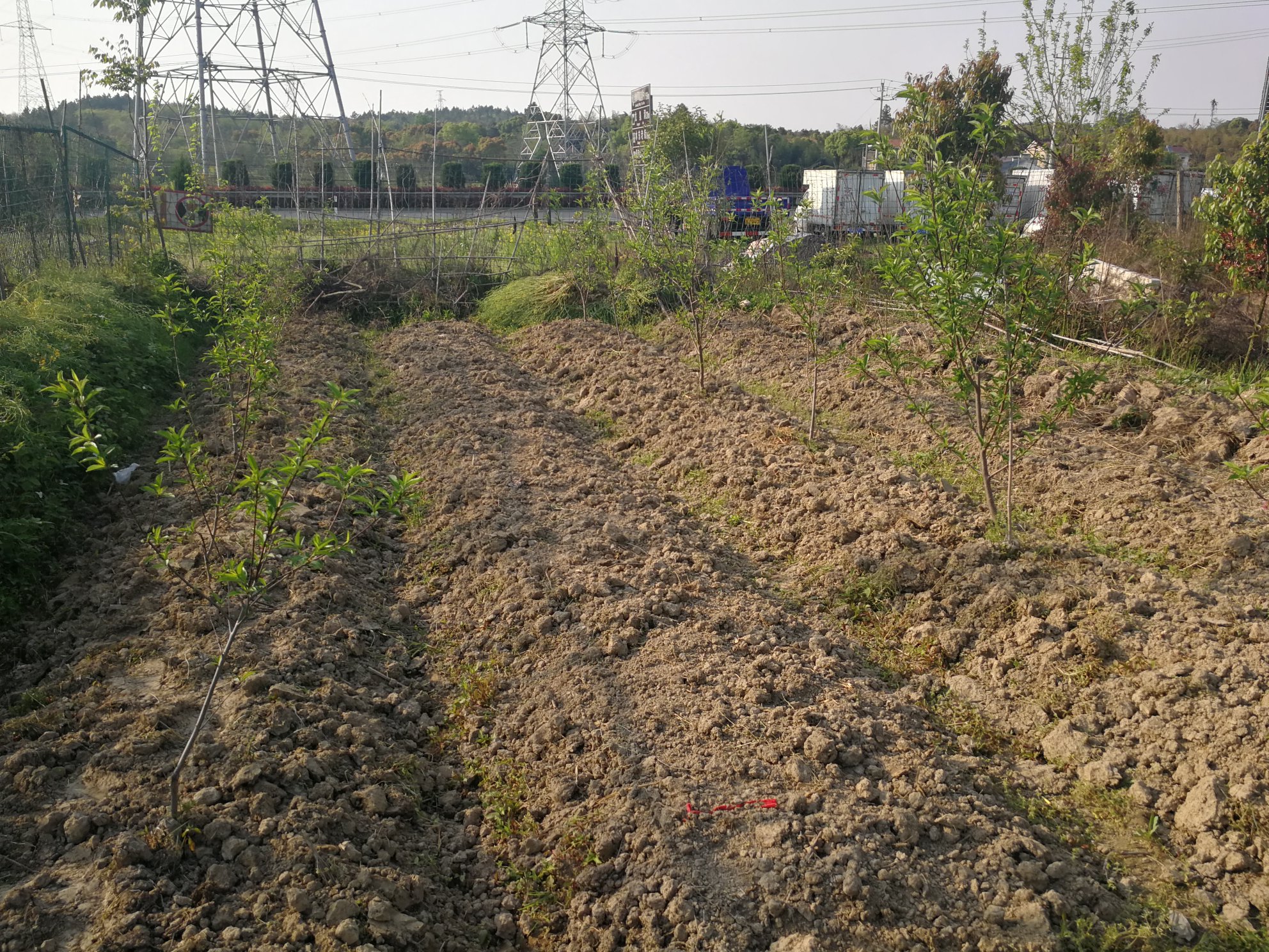 八月桂花在阳光充足、土壤疏松的环境中生长良好 八月桂花生长环境
