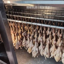 正宗中山石岐乳鸽厂家，已腌制好，半成品，冷冻存放，0损耗