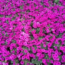 垂吊牵牛花垂钓牵牛牵牛花质量保证欢迎实地看货