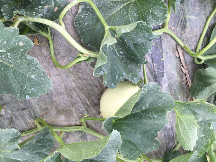 一片整齐的玉菇甜瓜种植园,绿色藤蔓间挂着洁白的果实,农民正在田间劳作 玉菇甜瓜种植园