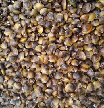 [蛤蜊批发]广西 江蚬价格4.00元/斤 - 一亩田