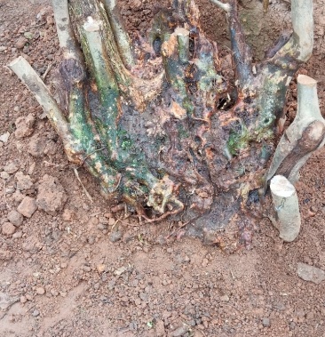 [映山红树桩批发]国旗红映山红,鸡血红下山桩价格360.