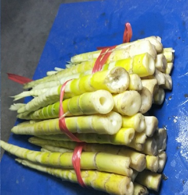 [竹笋批发]油竹笋价格1.60元/斤 - 一亩田