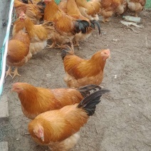 阄鸡