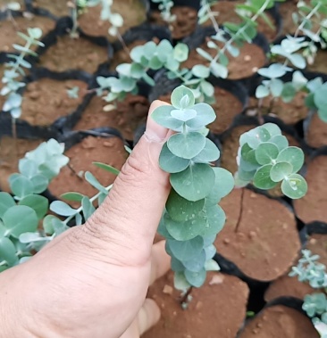 [桉树苗批发]铜钱桉价格2.00元/棵 - 一亩田