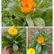 金盏菊，基地直销大量有货常年供应各种草花苗木