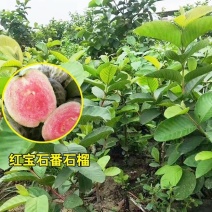 包邮靓苗【广西灵山四季红宝石番石榴】嫁接苗/直销