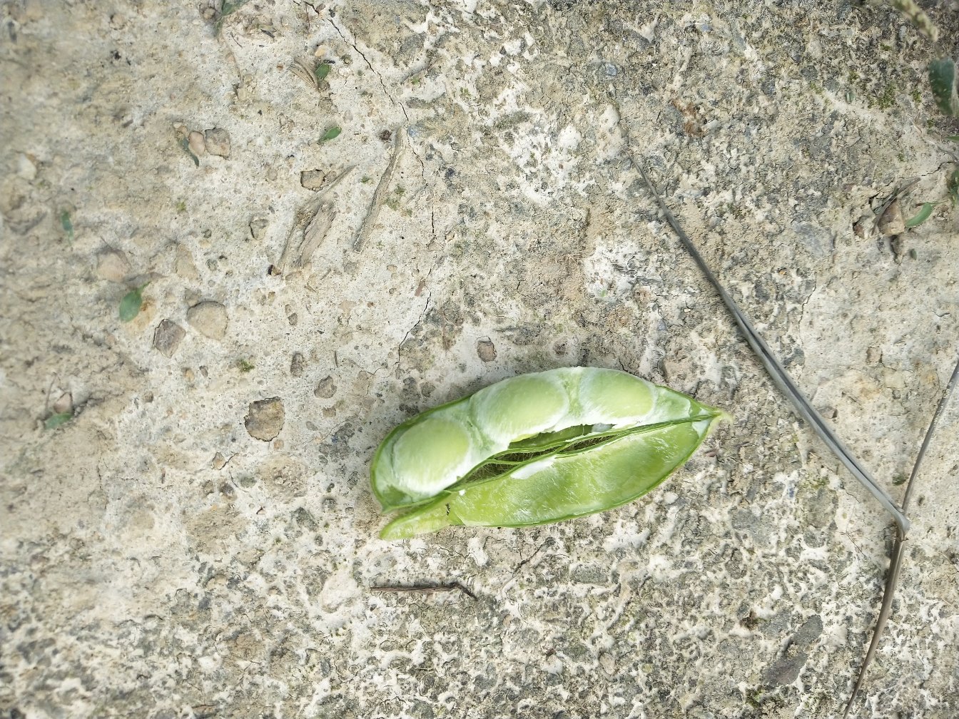 白扁豆豆荚特写图