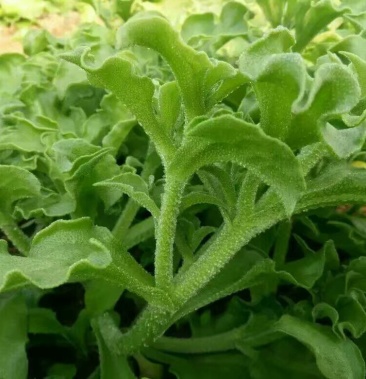 冰草苗自己基地培育,包成活包技术,全国代发,欢迎咨询