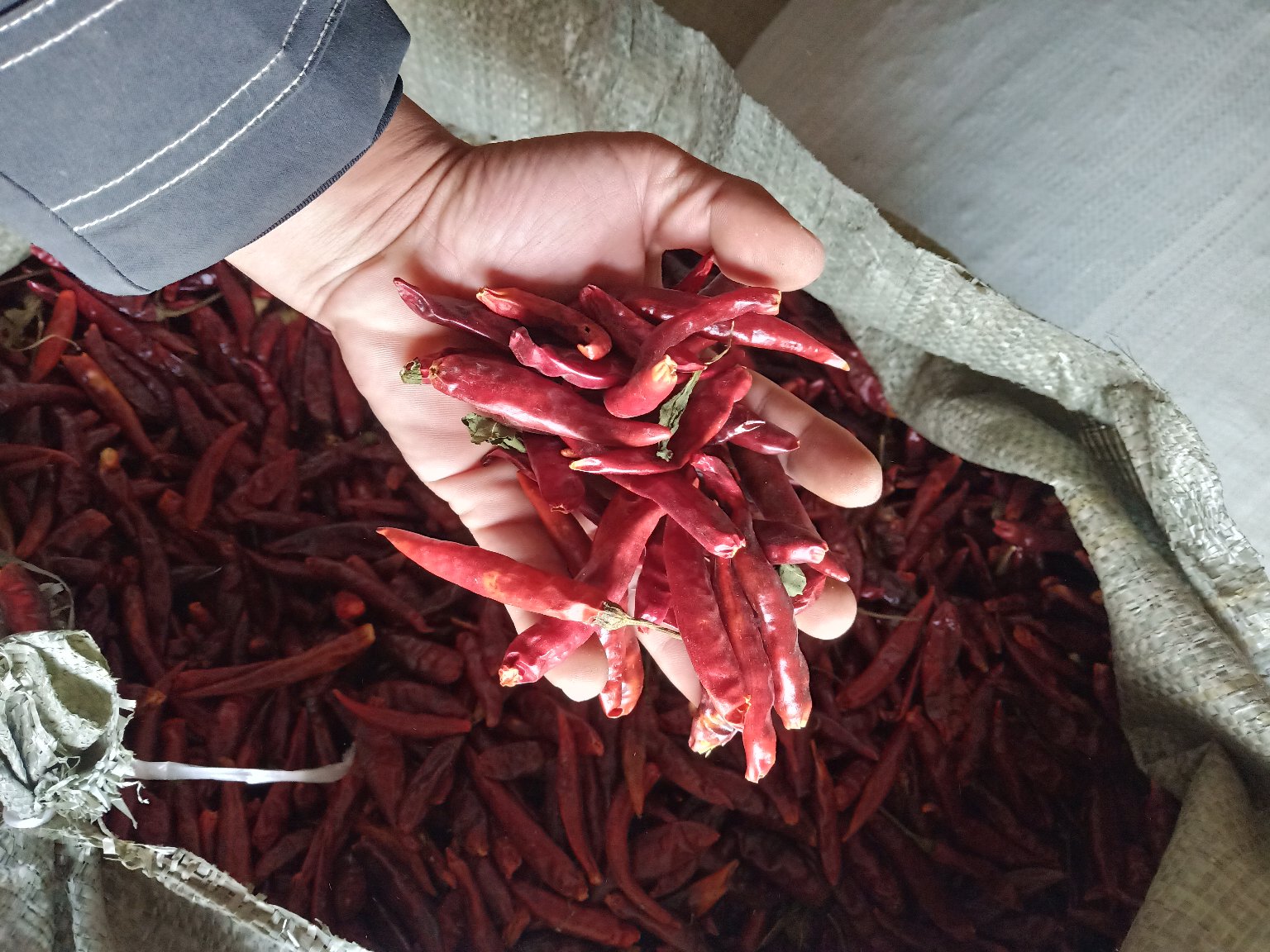 一组精美的无锡三樱椒商品化包装展示,包括真空小袋装、礼盒装、散装编织袋等不同规格;背景为现代化分拣车间,工人正在进行色选与分级操作,体现标准化生产流程 无锡三樱椒成品包装展示