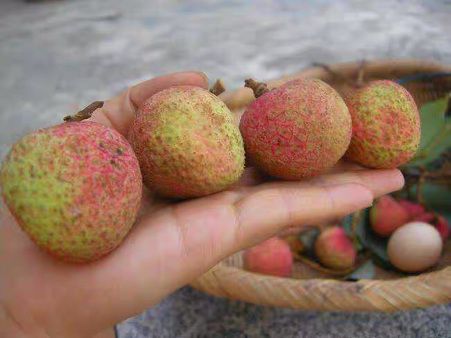 三月红荔枝选购与食用场景图