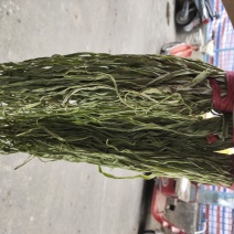 精品贡菜随时有货欢迎联系