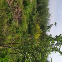 土地荒地，自留地，水浇地，平原地区