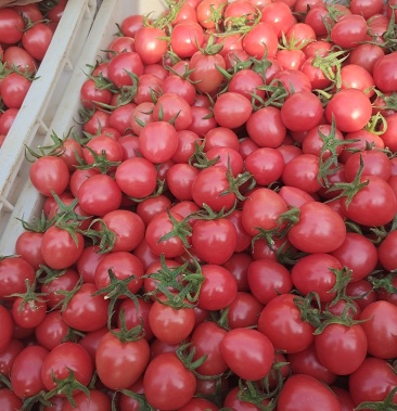 [贝贝圣女果批发]千禧,贝贝大量上市,价格低价格4.00元/斤 - 一亩田