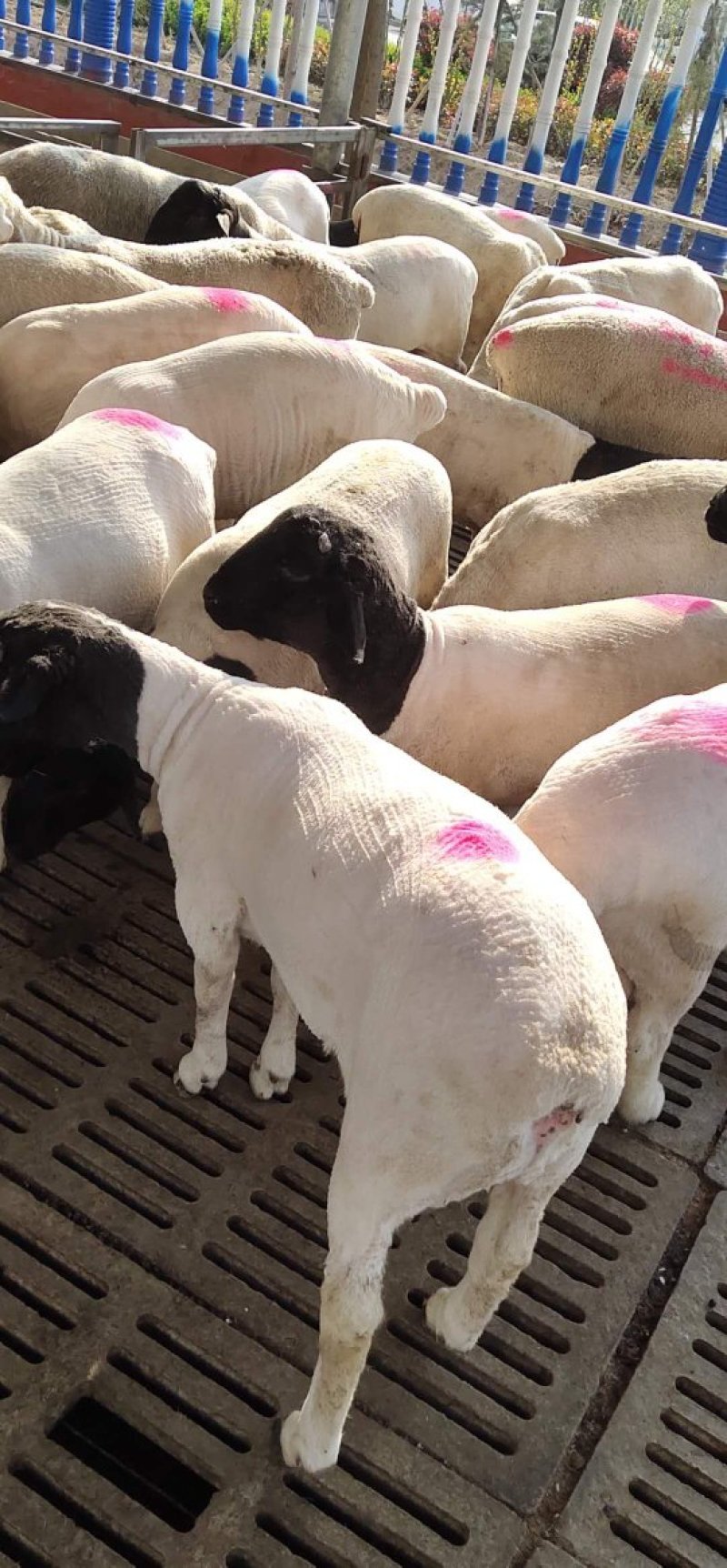 黑头杜泊绵羊种羊头胎怀孕母羊基础母羊