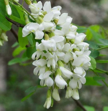 [刺槐批发]洋槐花价格3.00元/棵 - 一亩田