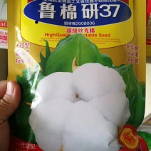 棉花种子山东农科院棉花研究所培育亩产千斤