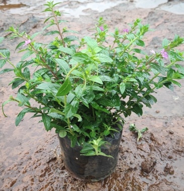 满天星,别名雪茄花.货源充足,,基地直销,量大从优