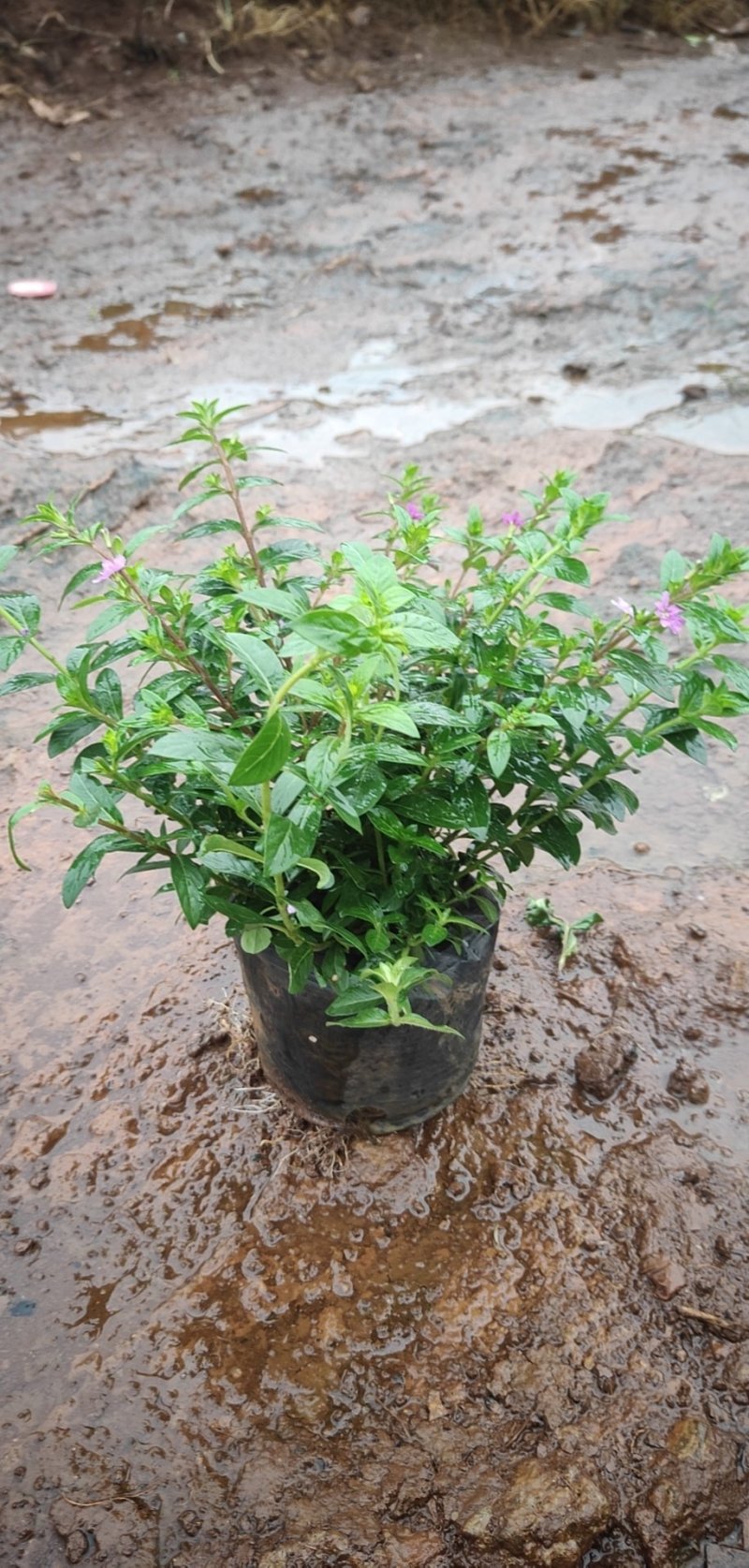 满天星,别名雪茄花.货源充足,,基地直销,量大从优