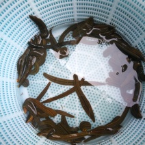 野生蚂蟥，蚂蝗，水蛭，干货鲜货野生蚂蟥，蚂蝗，水蛭，干货