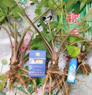 [紫花前胡批发]紫花前胡,现找,现挖,野生的提前说价格25.