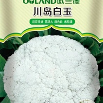 有机花种子