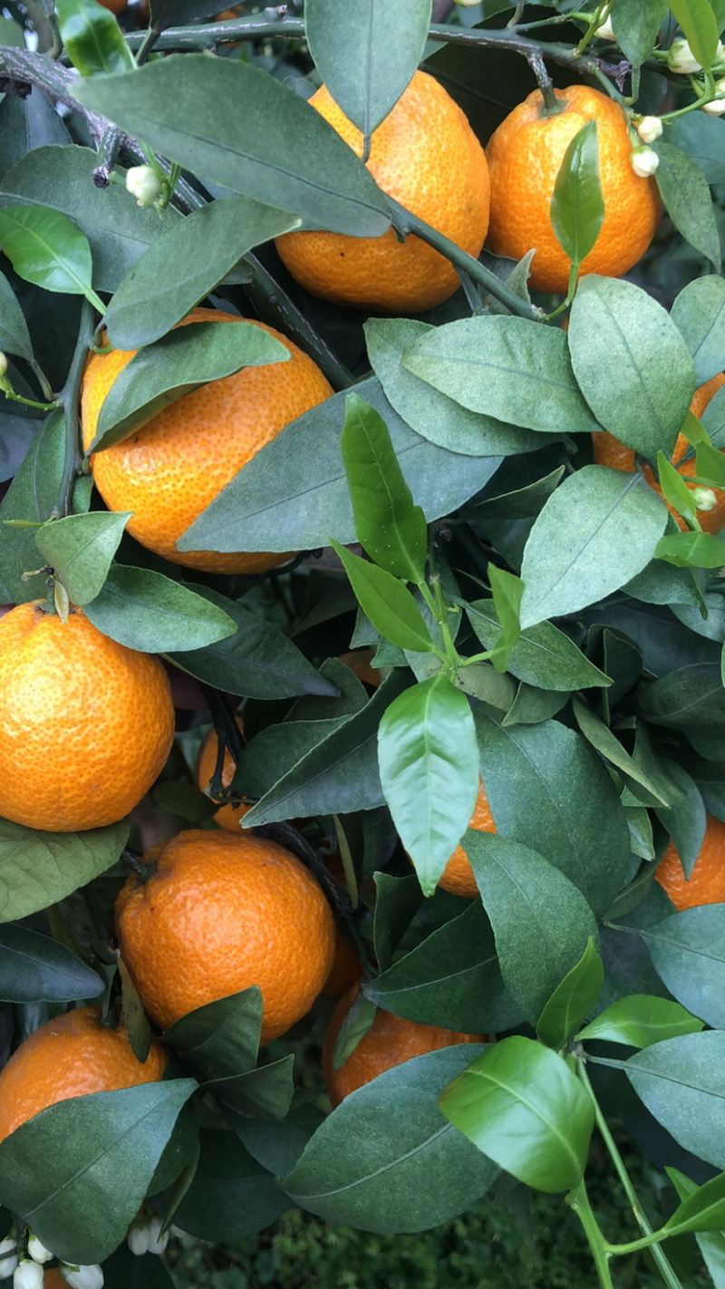 阳光下的橘子 水分充足 味道诱人
