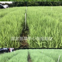耐寒绿洲一号芦竹苗废水消纳菌草纤维