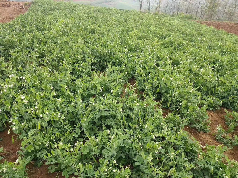 青豌豆田间种植场景