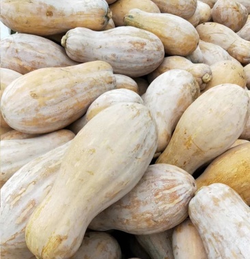 金韩密本南瓜,又甜又面,一手货源.