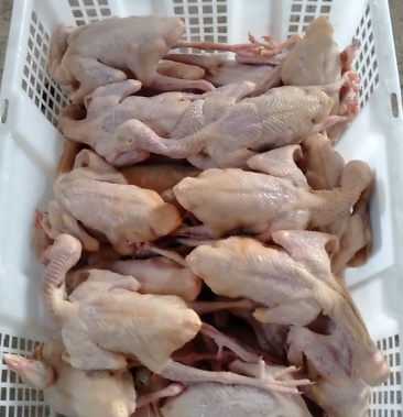 白条鸽宰杀好的白条鸽扒皮鸽子新鲜现杀货源充足稳定