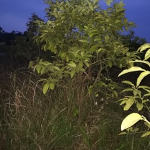 红心柚子树