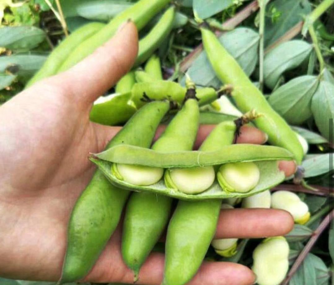 高清微距摄影:一串新鲜带荚蚕豆,豆荚表面覆盖细密银白色绒毛,呈浅绿色略带紫晕;三枚已成熟但未老化的鲜蚕豆豆粒半露于裂开的豆荚中,豆皮光滑油亮、青翠欲滴,背景为湿润泥土与零星嫩草,体现春季田间采摘场景 鲜嫩饱满的带荚蚕豆特写