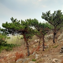 造型松
