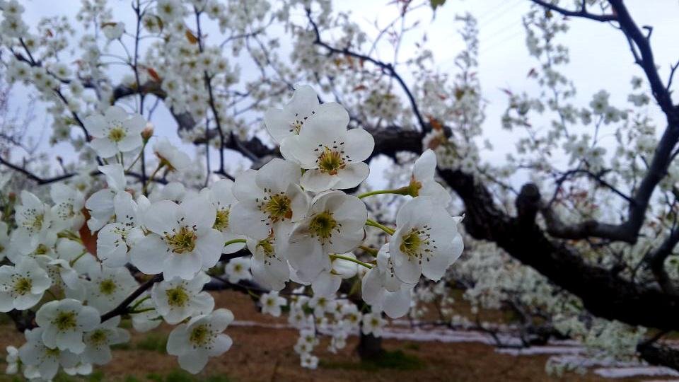 春季清晨的莱阳梨园,地面落满白色梨花瓣,树枝上密集开放的五瓣白色梨花,花瓣边缘微微泛粉,露珠挂在花蕊上,阳光透过花隙洒下光斑,营造出梦幻而静谧的氛围 莱阳梨花盛开季节的地面近景图
