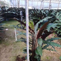 波浪竹芋原装带土盆装发货自产自销大量有货