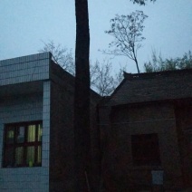 老榆树