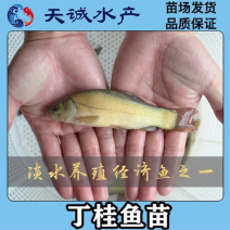 广东优质丁桂鱼苗丁岁鱼岁鱼苗须桂鱼苗丁穗鱼金岁苗