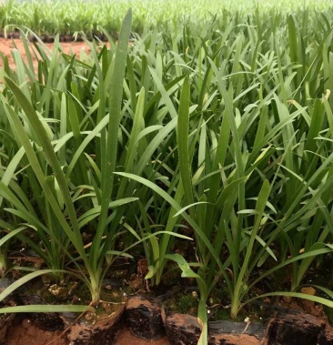 云南百子莲种植销售10杯16杯百子莲20到40高