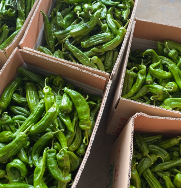 [鲜辣椒批发]鲜辣椒301青椒东台青椒价格3.50元/斤 - 一亩田