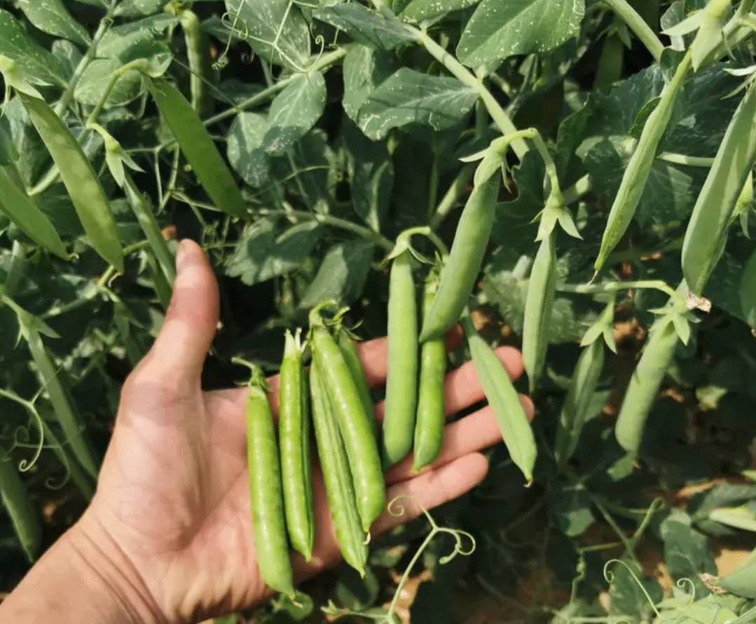 荷兰豆连续采收过程示意图