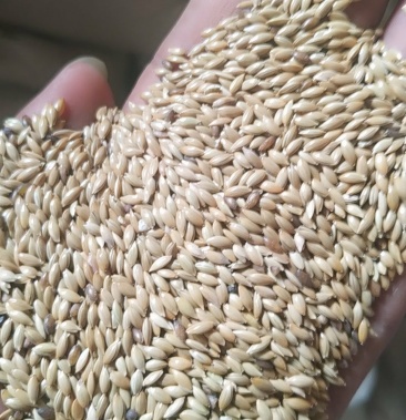 加纳利子金丝雀籽鸽粮鸟粮