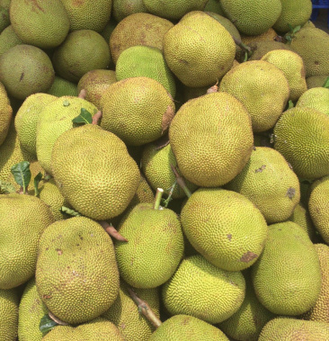 广东菠萝蜜马来一号大量上市黄肉厚甜脆