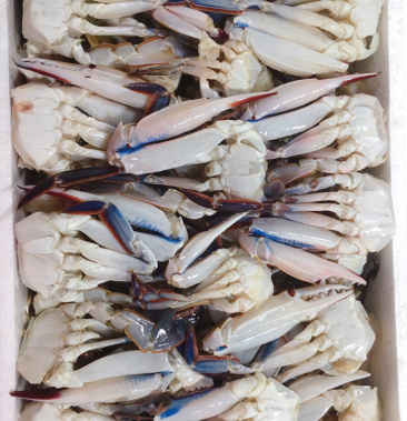 优质蟹块蟹股梭子蟹块活冻加工净重8斤统级