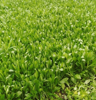 大量精品马兰头常年有货