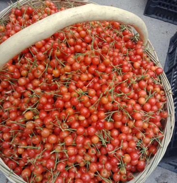 河南南阳大樱桃基地采摘货源充足一手货源